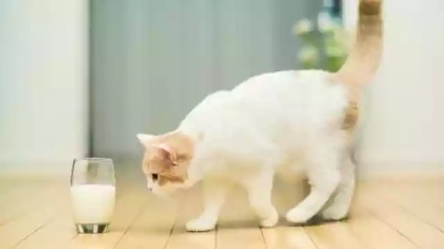 猫咪除了喂猫粮，猫咪除了猫粮吃什么保持水分-第2张