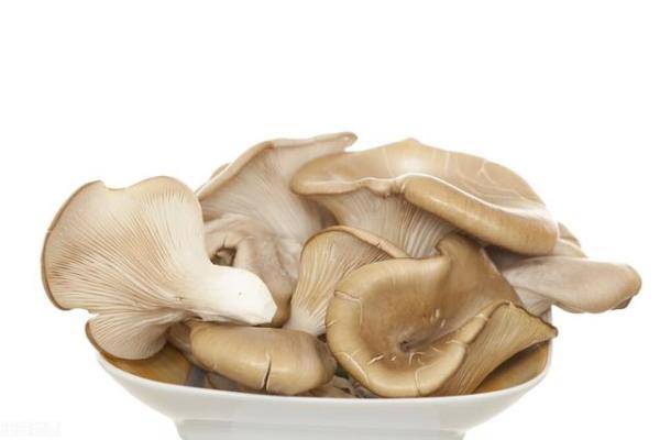 蘑菇的营养价值都有什么，蘑菇怎样吃比较营养-第2张
