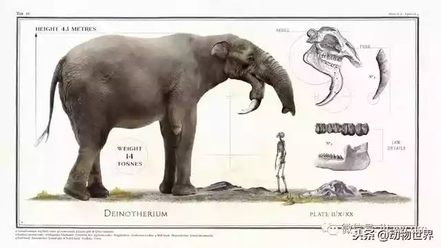 远古巨兽-恐象（最大巨恐象）-第2张