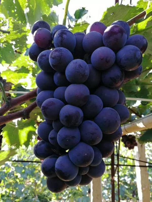 号称我会种最全葡萄品种图鉴，什么品种的葡萄最容易种植-第55张