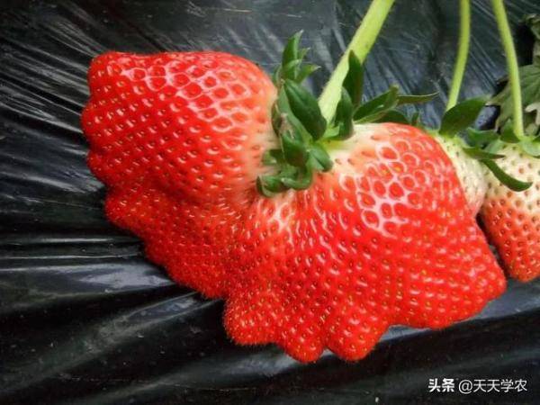 怎么才能减少草莓畸形果，草莓出现畸形果怎么解决-第1张