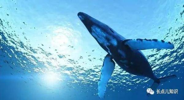 世界上最大的动物，世界上最大的蓝鲸多少米-第2张