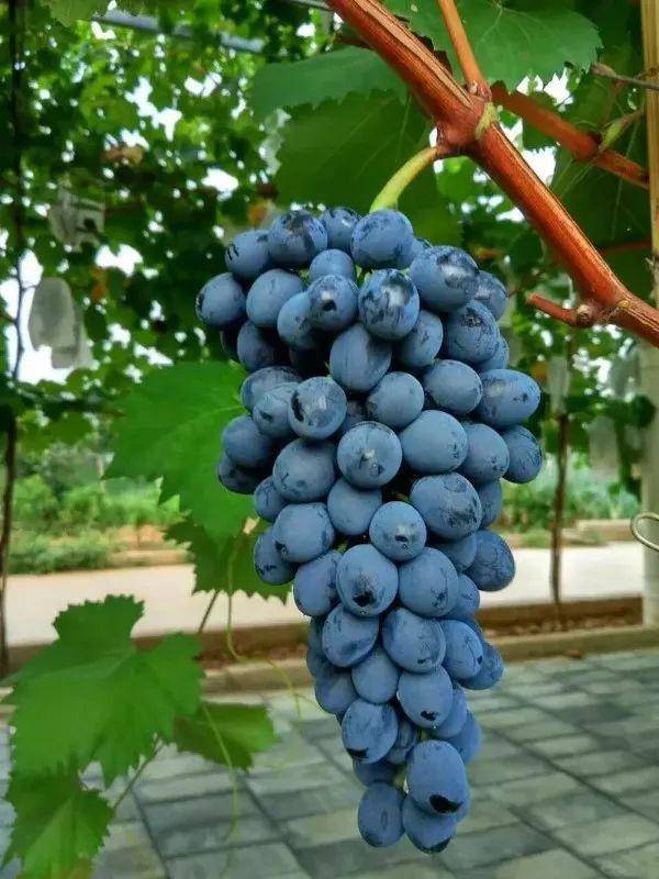 号称我会种最全葡萄品种图鉴，什么品种的葡萄最容易种植-第23张