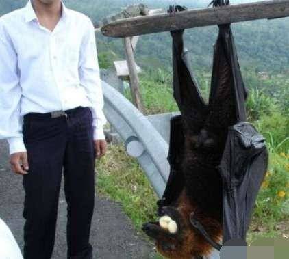 世界上最大的蝙蝠（世界上最大的蝙蝠有多长）-第4张