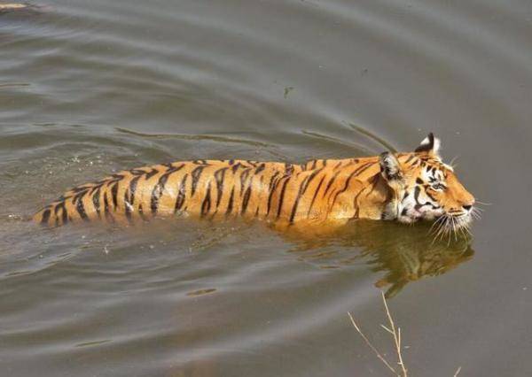 猫科的游泳健将（动物园跟老虎一起长大的猫）-第6张