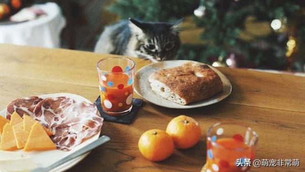 猫可以吃面包吗（小猫可以吃什么）-第3张