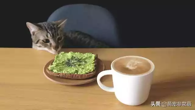 猫可以吃面包吗（小猫可以吃什么）-第1张
