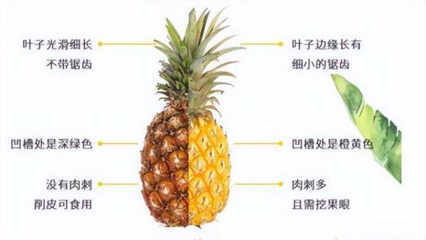 淄博说凤梨菠萝，凤梨和菠萝哪个便宜-第1张