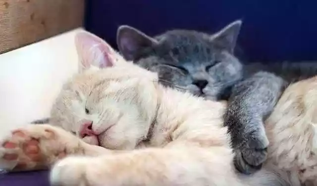 猫咪喜欢和人一起睡觉（猫咪为啥想和人一起睡觉）-第1张