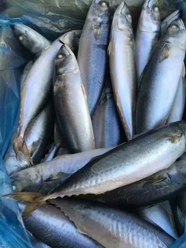 初夏最美味不过的青鱼，东北吃青鱼的季节-第1张