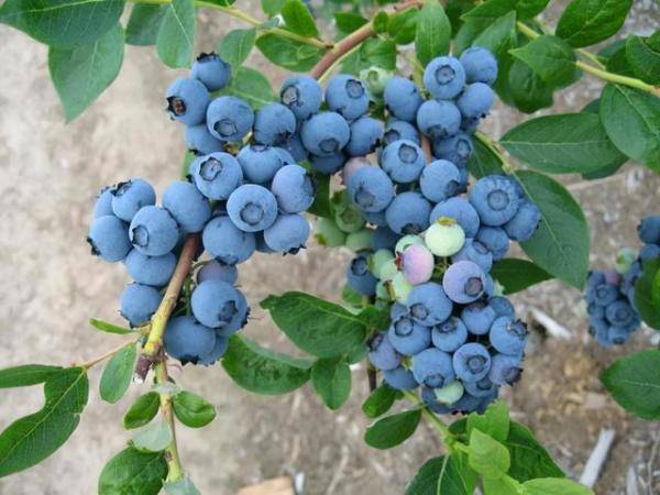 院子里露天种蓝莓（蓝莓庭院如何种植）-第7张