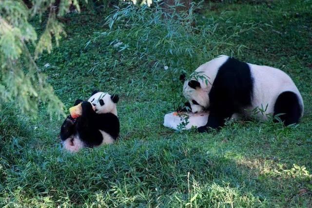 大熊猫在国外有多火（熊猫在国外到底多受欢迎）-第10张