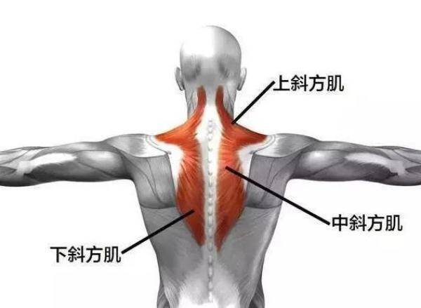 背部肌肉构成，怎么锻炼-第2张