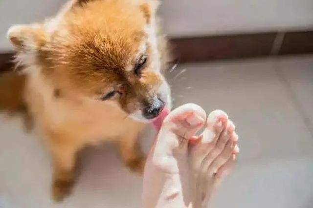 为什么狗狗会经常舔主人的手脚（为什么狗狗喜欢一直舔主人的手）-第3张
