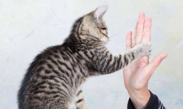 猫咪用爪子扒拉（猫咪为什么不能摸爪子呢）-第1张