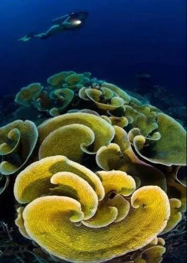 美丽的海底世界（海底世界太美妙啦）-第50张