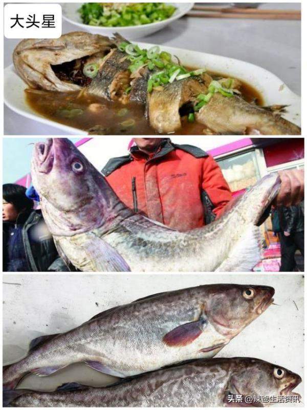 40种好吃不贵的野生海鱼，常见好吃的海鱼排行-第19张