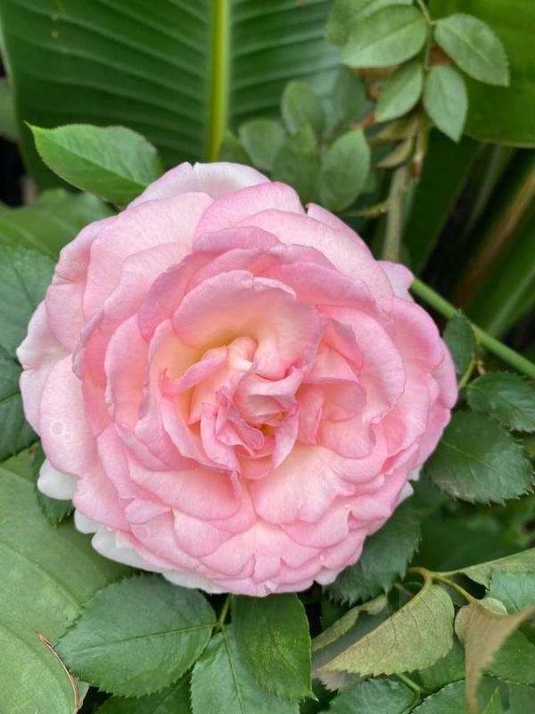 蔷薇颜色玫瑰态度（白玫瑰茉莉花花语和寓意）-第10张