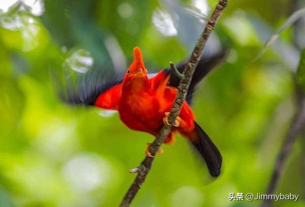 世界奇鸟大观之安第斯冠伞鸟，大怪鸟与伞鸟的区别-第11张