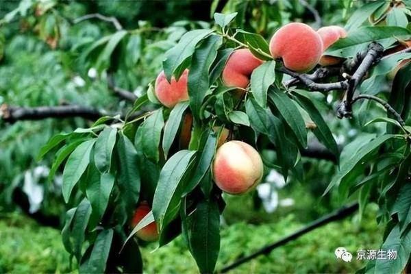 果树桃树怎么施肥又大又甜，桃树施肥最佳时间和方法-第3张