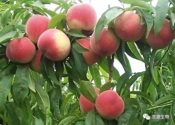 果树桃树怎么施肥又大又甜，桃树施肥最佳时间和方法-第4张