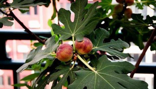 5种水果种在阳台上，种什么样的水果一年四季都有吃-第5张