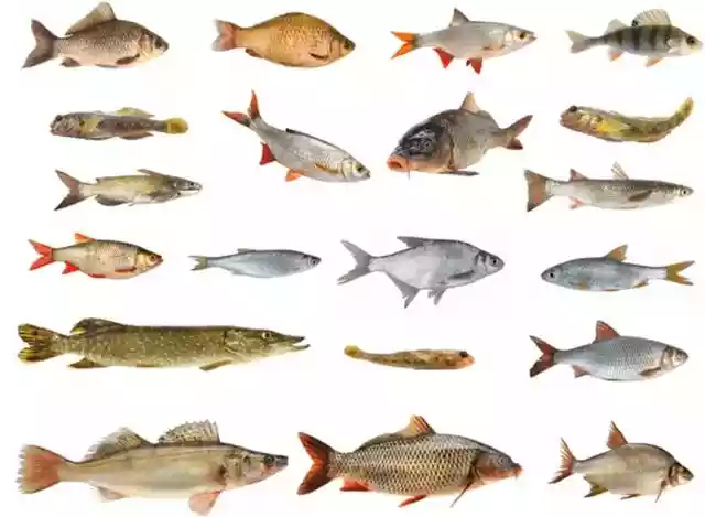 为何大多数的海鱼比淡水鱼好吃，海鱼和淡水鱼有何区别-第3张
