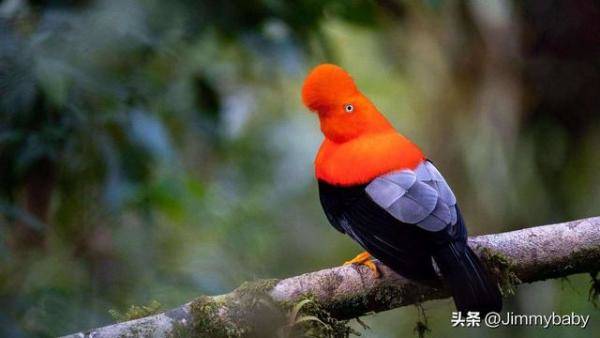 世界奇鸟大观之安第斯冠伞鸟，大怪鸟与伞鸟的区别-第12张