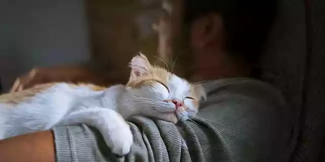 猫咪喜欢和人一起睡觉（猫咪为啥想和人一起睡觉）-第5张