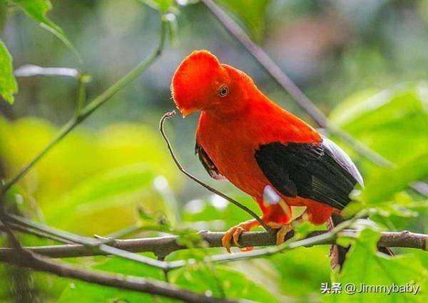 世界奇鸟大观之安第斯冠伞鸟，大怪鸟与伞鸟的区别-第9张