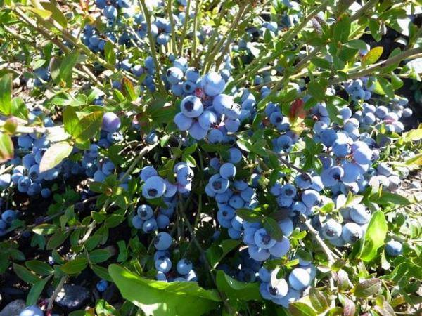 院子里露天种蓝莓（蓝莓庭院如何种植）-第3张
