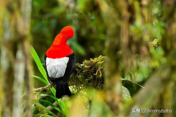 世界奇鸟大观之安第斯冠伞鸟，大怪鸟与伞鸟的区别-第5张