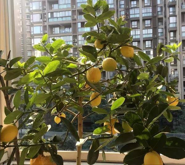 5种水果种在阳台上，种什么样的水果一年四季都有吃-第2张