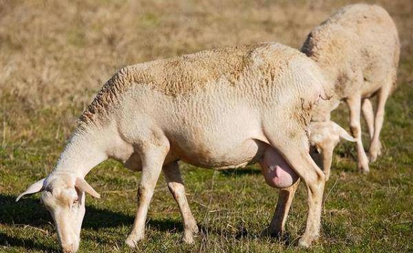 怀孕母羊饲料配方和喂养方法，怀孕母羊吃哪种饲料最好-第1张