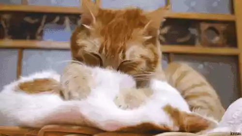 猫咪为什么会在主人身上踩奶（猫咪为什么会在你身上踩奶）-第1张