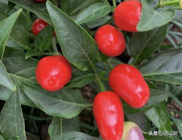 2023年新款网红辣椒品种，最受欢迎的辣椒品种-第3张