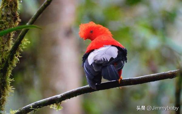 世界奇鸟大观之安第斯冠伞鸟，大怪鸟与伞鸟的区别-第6张