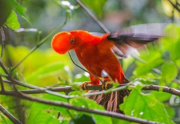 世界奇鸟大观之安第斯冠伞鸟，大怪鸟与伞鸟的区别-第14张