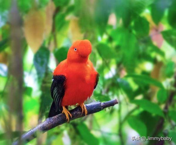 世界奇鸟大观之安第斯冠伞鸟，大怪鸟与伞鸟的区别-第2张