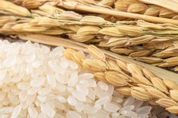 建议家中常备4种优质大米，颜色没光泽的大米还能吃吗-第6张