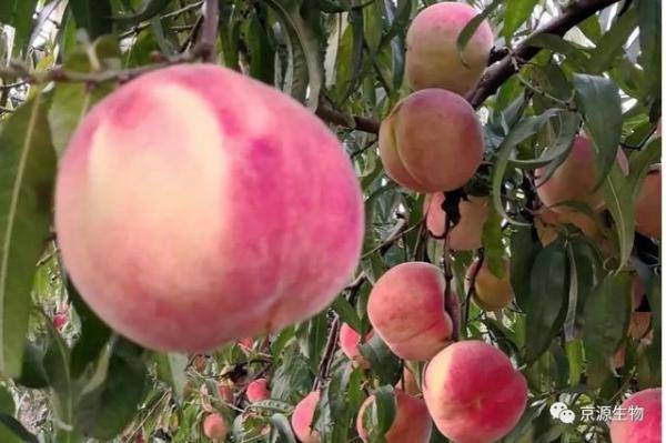 果树桃树怎么施肥又大又甜，桃树施肥最佳时间和方法-第2张