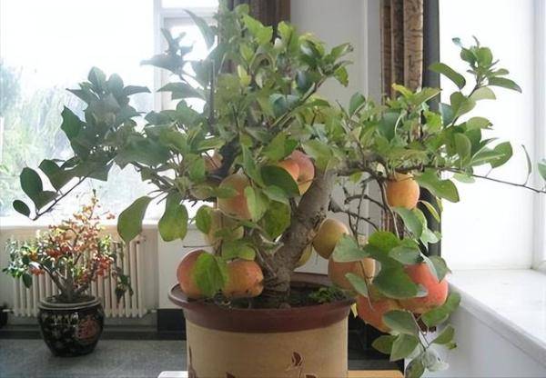 5种水果种在阳台上，种什么样的水果一年四季都有吃-第9张