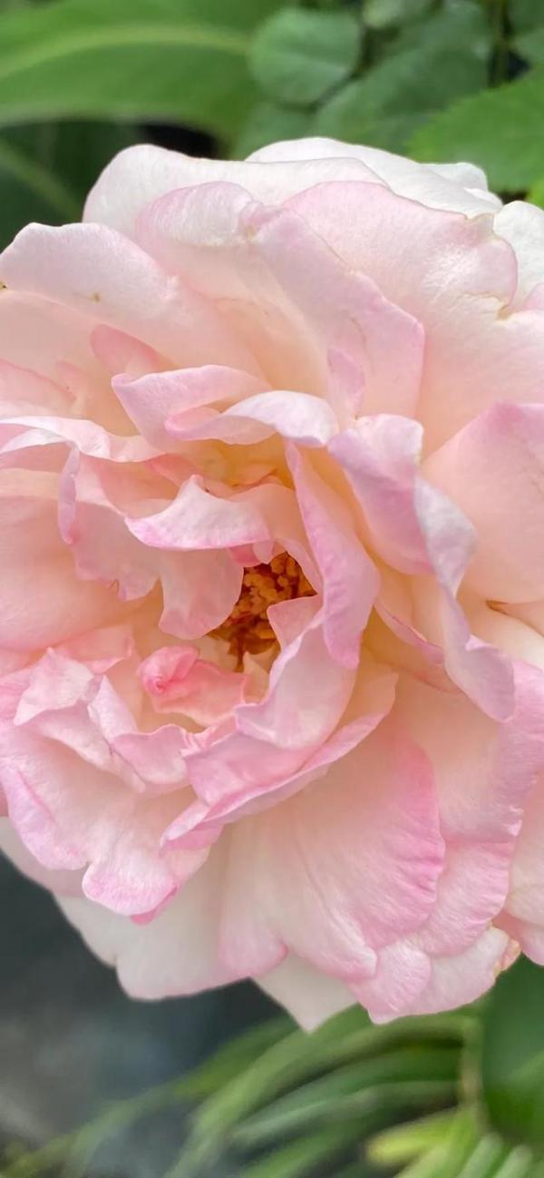 蔷薇颜色玫瑰态度（白玫瑰茉莉花花语和寓意）-第1张