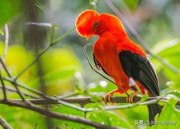 世界奇鸟大观之安第斯冠伞鸟，大怪鸟与伞鸟的区别-第13张