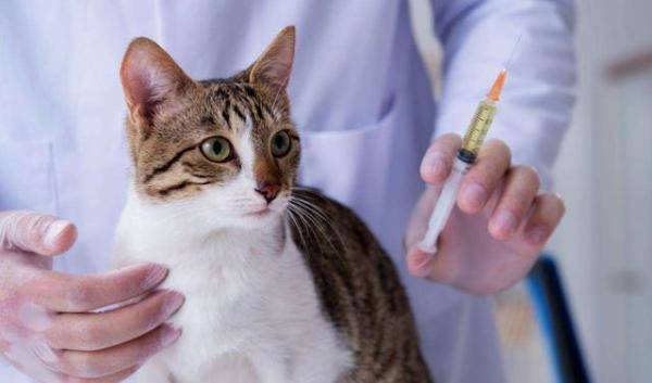 如何预防和治疗猫瘟，猫瘟好了多久才能再养猫-第3张