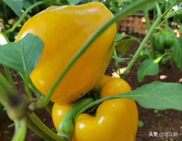 2023年新款网红辣椒品种，最受欢迎的辣椒品种-第2张