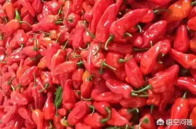 常用辣椒的辨识让你在家当大厨，如何挑选辣味强的干辣椒-第9张