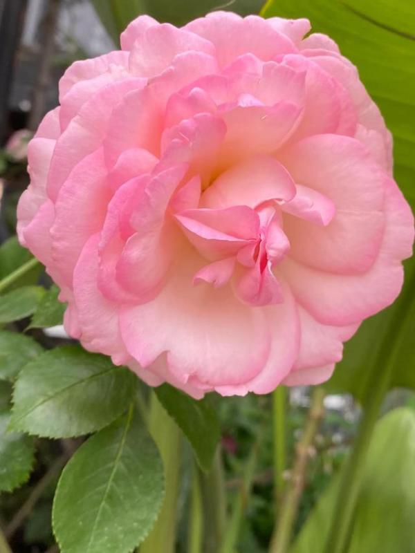 蔷薇颜色玫瑰态度（白玫瑰茉莉花花语和寓意）-第8张
