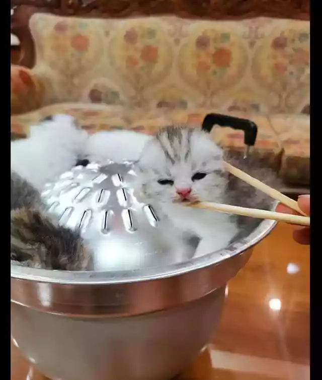 网友将小猫们放进锅里（一只小猫能吃多少根火腿肠）-第3张