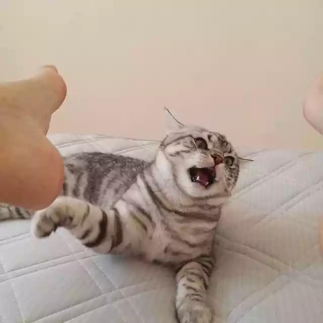 猫咪轻咬主人的含义（猫咪为什么喜欢轻轻咬主人的手指）-第3张